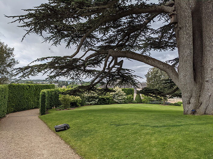 Cèdre du Liban planté à l'époque du roi Louis Philippe