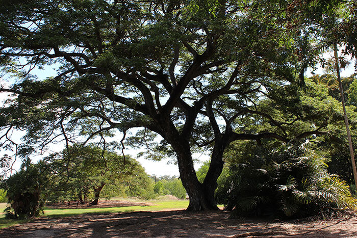 Voyages-Deci-Dela-Australie-Darwin-Charles-Darwin-National-Park-9