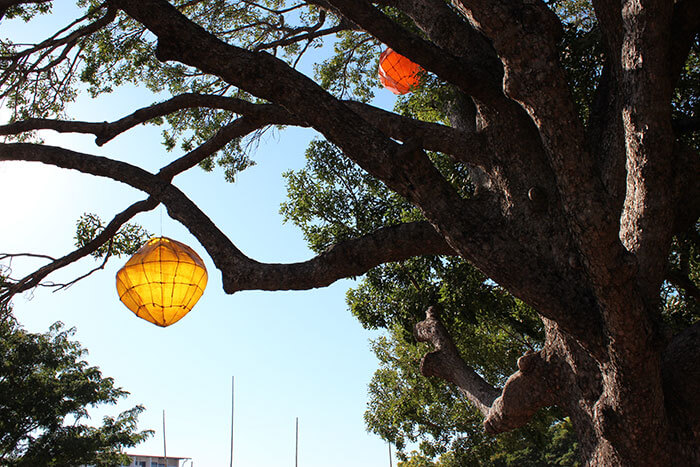 Voyages-Deci-Dela-Australie-Darwin-Lampion-dans-les-arbres