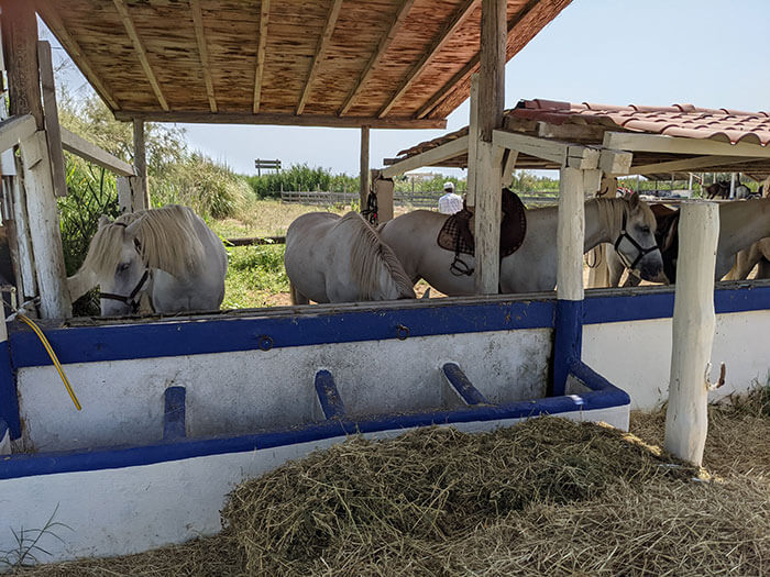 Voyages-Deci-Dela---Chevaux-en-face-du-parc-ornithologique-du-pont-de-Gau