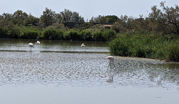 Voyages-Deci-Dela-Flamants-roses-du-parc-ornithologique-du-pont-de-Gau-3