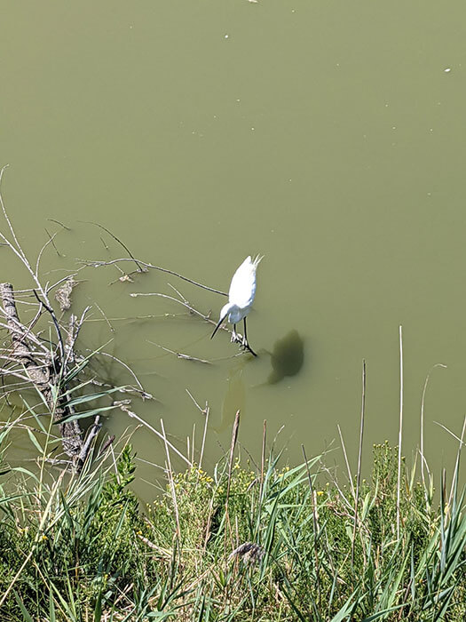 Voyages-Deci-Dela-Oiseau-du-parc-ornithologique-du-pont-de-Gau-2