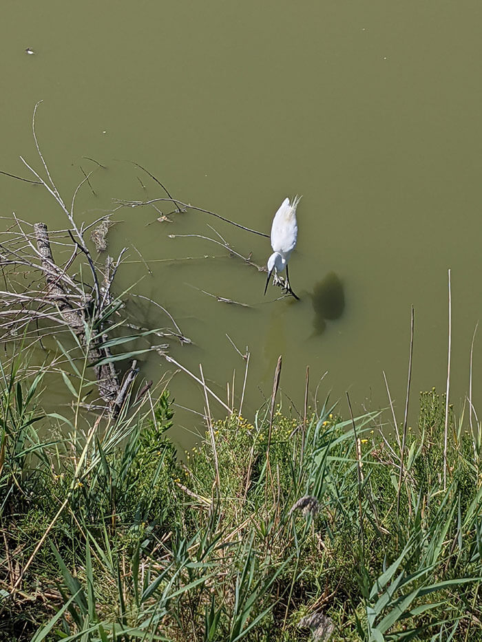Voyages-Deci-Dela-Oiseau-du-parc-ornithologique-du-pont-de-Gau