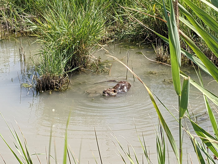 Voyages-Deci-Dela-Ragondin-du-parc-ornithologique-du-pont-de-Gau-2