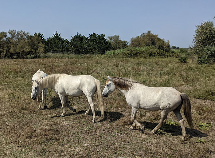 Voyages-Deci-Dela-cheveaux-de-camargue-Mas-Manade-de-Layalle-2