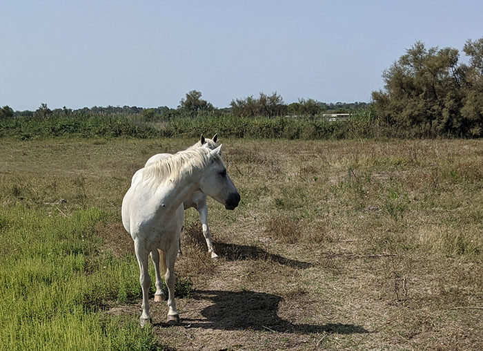 Voyages-Deci-Dela-cheveaux-de-camargue-Mas-Manade-de-Layalle-3