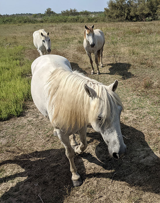 Voyages-Deci-Dela-cheveaux-de-camargue-Mas-Manade-de-Layalle-4