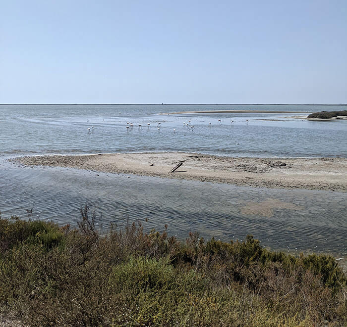 Voyages-deci-dela---Flamants-roses-sur-la-route-de-la-plage-de-Piemanson-en-Camargue-2